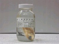 藏品(土佐歐氏鰧)的圖片